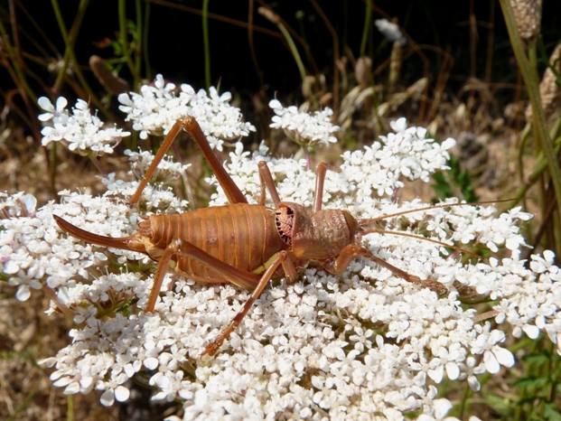 Bradiporidae: Uromenus (Bolivarius ) brevicollis insularis